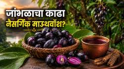 Jambubala Health Benefits: जांभूळ म्हणजे कल्पवृक्ष आणि देवाचे फळ? जांभळाच्या सालीचा काढा माउथवॉश म्हणून का वापरतात?