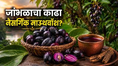 जांभूळ म्हणजे कल्पवृक्ष आणि देवाचे फळ? जांभळाच्या सालीचा काढा माउथवॉश म्हणून का वापरतात?