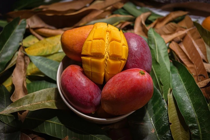 Japan banned Indian mangoes reason