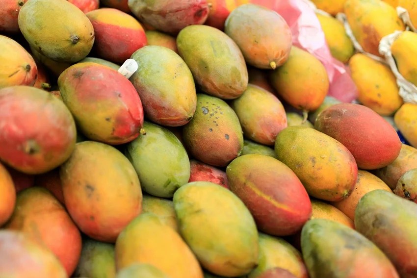 Japan banned Indian mangoes reason