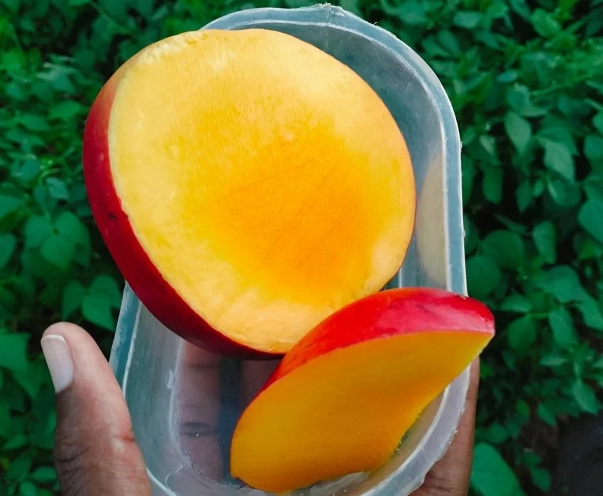 Japan banned Indian mangoes reason