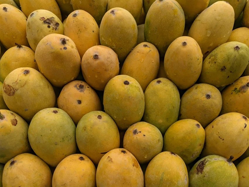Japan banned Indian mangoes reason