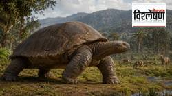 Megalochelys Atlas Giant Turtle Indian Fossils Shivalik Hills | पलंगाएवढे कवच, १००० किलो वजन; भारताच्या भूमीवर फिरणाऱ्या ‘या’ महाकाय कासवाचा शोध कसा लागला? कशामुळे झाले नामशेष?