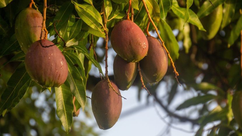 Miyazaki Mango
