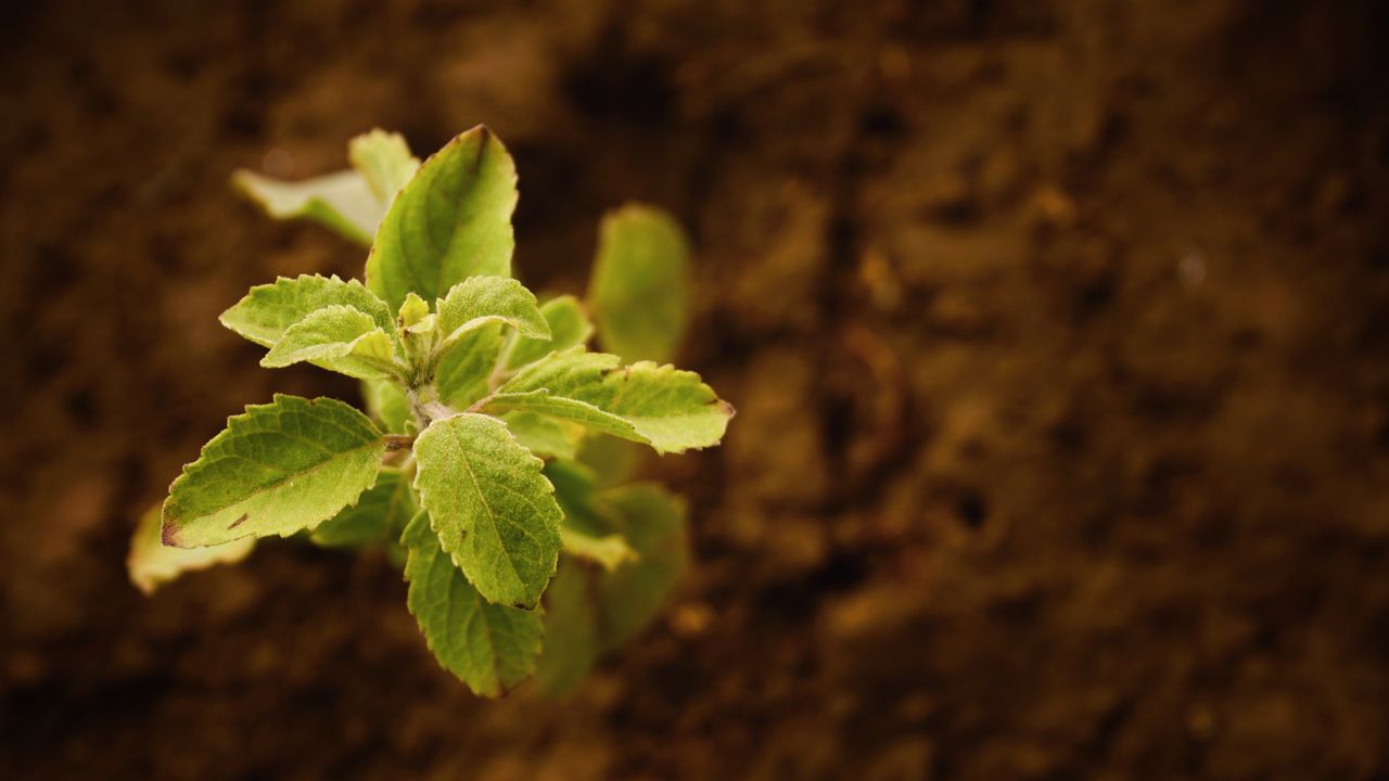 Monsoon 2026 Home Remedies To Boost Immunity