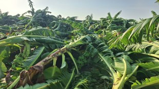 Nanded Mudkhed banana crop damage storm | Export quality banana farms destroyed Nanded | Farmer Sanjayrao Shankarrao Pawar Nivgha | Congress worker Sandeepkumar Deshmukh Baradkar agriculture minister