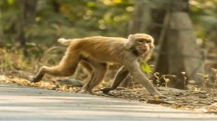 Thane Ghodbunder Road Monkeys Danger | Sanjay Gandhi National Park Wildlife Water Crisis | Ghodbunder Highway Accident Threat | Kashimira Kashigaon Police Station Rahul Patil