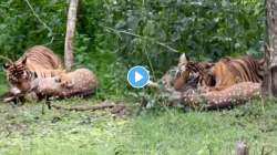 हरणाची एक चूक अन् खेळ खल्लास… वाघाने डाव साधून केली शिकार; VIDEO पाहून अंगावर येईल काटा