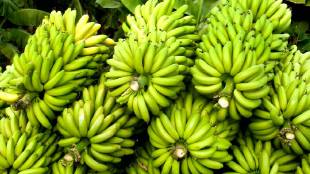 Burhanpur market banana price hike today | Jalgaon banana crop damage unseasonal rain | Raver banana market rate news | Maharashtra banana cultivation losses compensation