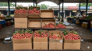 Pune market yard lichi arrival drop | Bihar lichi crop weather damage | Lichi fruit prices hike Pune | Fruit merchant Rajesh Pardeshi Pune market