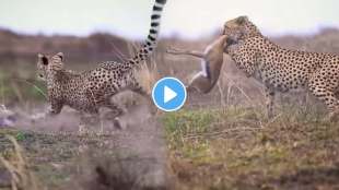 Brutal attack by leopard on a deer