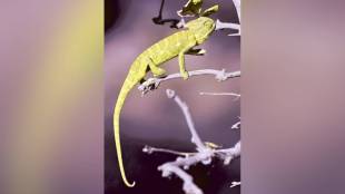 how do animals change color science | chameleon camouflage mechanism in marathi | octopus changing color in ocean | chromatophores and melanin in animals function