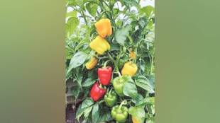 Benefits of yellow and red bell pepper | colored capsicum farming science in marathi | difference between red yellow green capsicum | healthy antioxidant rich bell pepper vitamins