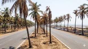 cidco coastal highway uran coconut trees | dronagiri pagote coastal road environmental issue | cidco negligence uran tree plantation | maharashtra civic issues raigad news