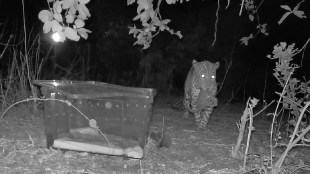 leopard cub reunited with mother in murbad badlapur | thane forest department leopard rescue operation raww | murbad wild animal rescue operational thermal drone camera | maharashtra forest department wildlife conservation updates