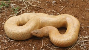 rare dhurkya ghonas snake found in kolhapur | hypomelanistic leucistic snake maharashtra forest department rescue | non venomous common sand boa snake photo | kolhapur wildlife rescue team devendra bhosale