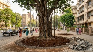 Bombay High Court slams BMC TMC over tree concreting | Mumbai Thane tree conservation public interest litigation | Rohit Joshi environment petition Thane Mumbai | Tree de concreting high court hearing Justice Ajay Gadkari