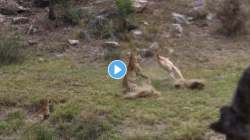एक डाव अन् खेळ खल्लास… डावपेच आखून बिबट्याने केली हरणाची शिकार; VIDEO पाहून डोळ्यांवर विश्वास बसणार नाही