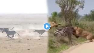 lion attack zebr