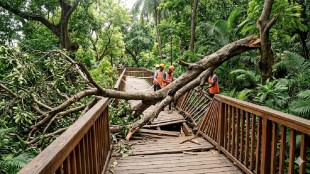 Mumbai Malabar Hill nature trail tree branch collapse | BMC wooden walkway repair work Mumbai | Malabar Hill tree top walk damage updates | Mumbai civic body entry closed nature trail