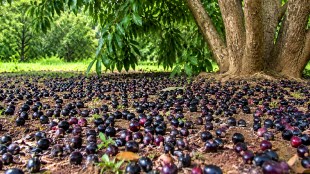 Jamun fruit production in Jalgaon North Maharashtra | Jamun tree heavily loaded with fruits weather update | Jamun production and drought connection scientific reason | Maharashtra agriculture news Jamun fruit market prices