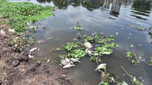 Nashik Godavari river pollution dead fish news | Kumbh Mela Nashik Godavari cleanliness drive failure | Godavari river water pollution issue Ahilyadevi Holkar bridge | Maharashtra pollution control board Nashik environmentalists protest