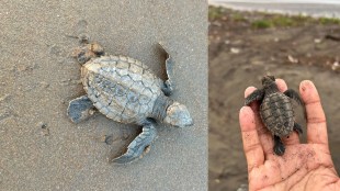 Olive ridley sea turtle conservation Konkan | Ratnagiri Sindhudurg turtle festival | Mangrove cell Maharashtra forest department | Konkan coast marine wildlife protection