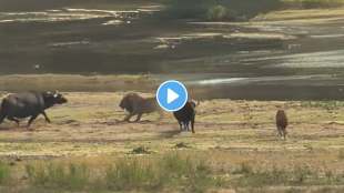lion buffalo fight jungle