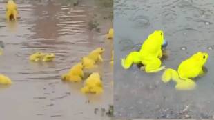 Indian bullfrog changing color to yellow in monsoon | Mumbai wildlife photography Aarey Colony forest | Yellow frogs breeding season inside Aarey jungle | Rare species of Indian bullfrogs vocal sacs Maharashtra