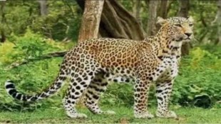 leopard attack inside house lanja ratnagiri | beni budruk kusummale wadi wild animal conflict | ratnagiri forest department leopard cage tracking | marathi news leopard terror konkan region