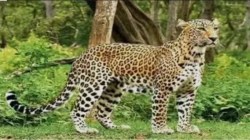 लांजा येथे घरात घुसून बिबट्याचा हल्ला; मदतीला धावलेल्या युवकालाही केले जखमी