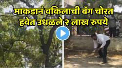 बापरे! माकडानं वकिलाची बॅग चोरत हवेत उधळले २ लाख रुपये; लोकांची झुंबड अन् VIDEO पाहून धक्काच बसेल