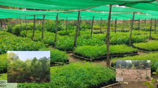 palghar tree plantation campaign | maharashtra forest department updates | vadhvan port deforestation news | gargai dam project tree cutting