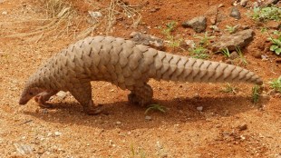 Pangolin conservation in Tadoba Andhari Tiger Reserve Chandrapur | Radio telemetry technology for Indian pangolin research Maharashtra | Wildlife trafficking and protection of endangered species in India | Tadoba forest department rescuing scaly anteater ecosystem engineers