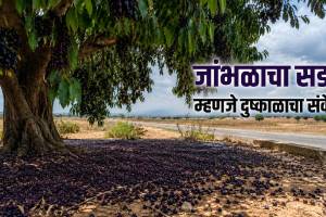 Jamun Tree Fruiting Drought Relation