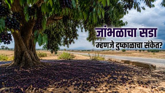 Jamun Tree Fruiting Drought Relation