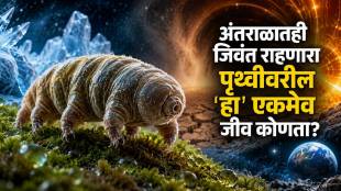 Water Bears: The Toughest Tiny Animals on Earth