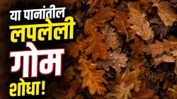 Optical Illusion: तुम्हाला या पानांमध्ये लपलेली गोम दिसली का? १५ सेकंदांत शोधण्याचे चॅलेंज स्वीकारा