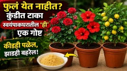 VIDEO: रोपं नुसती वाढतायत, पण ना फुलं येतायत ना फळं? स्वयंपाकघरातील ‘हा’ हलका पिवळसर रंगाचा पदार्थ मुळाशी टाका; फुलांनी बहरून जाईल झाड!