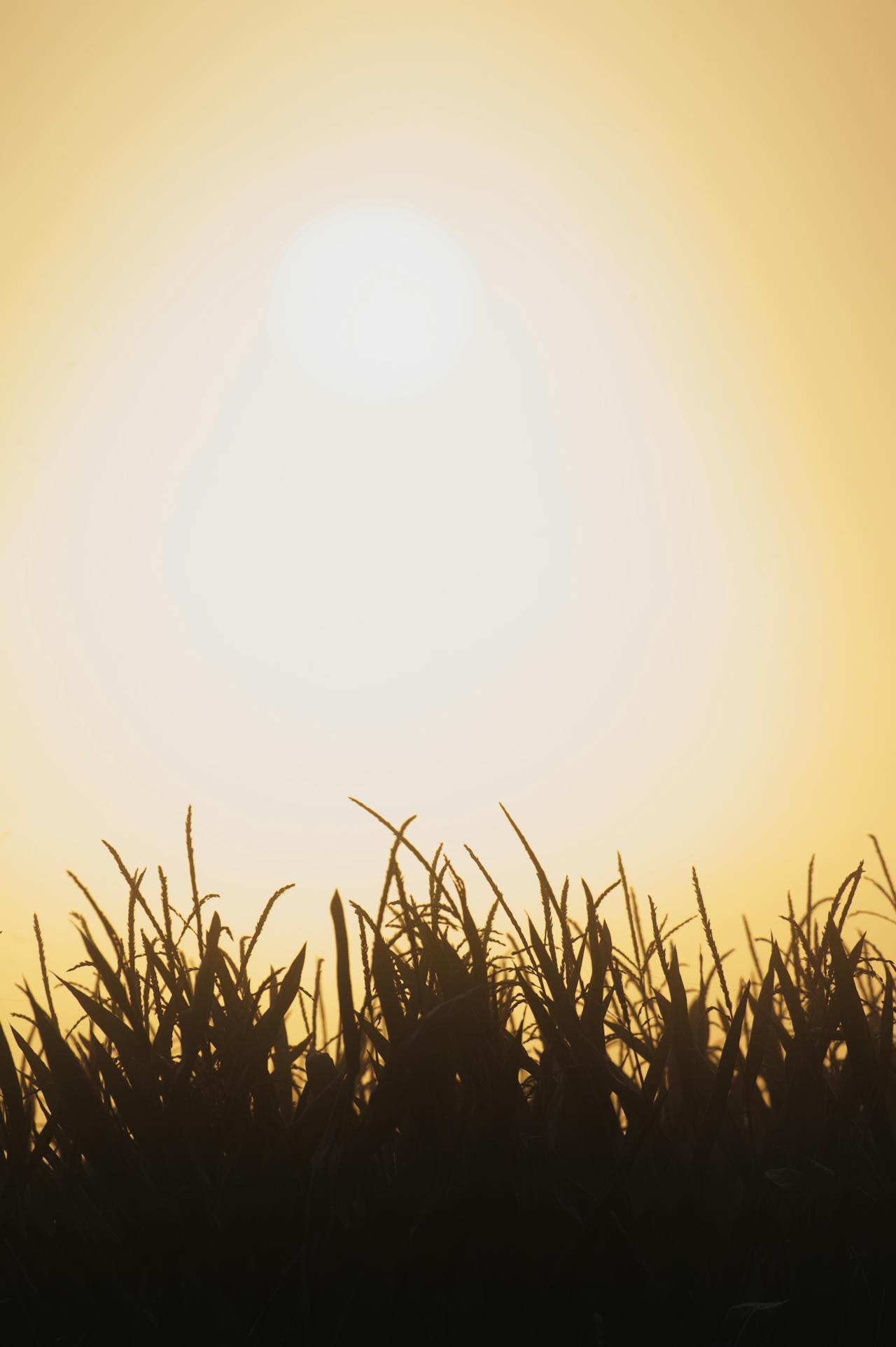 Reasons Of Vitamin D Deficiency