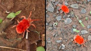 Red velvet mite mrug kida in Akola Maharashtra | Velvet mites found in Patur forest | Rain indicator insect farmers friend in Marathi | Rare monsoon insects in Maharashtra wildlife