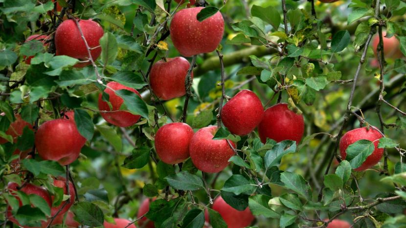 Sekai-Ichi Apple