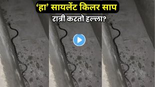Manyar snake known as silent killer with possible neurotoxic venom effects and snakebite symptoms