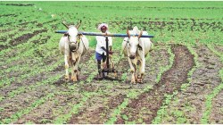 पेरण्यांबाबत मुख्यमंत्र्यांची महत्त्वाची सूचना, पाऊस रखडल्याने मंत्रिमंडळ बैठकीत चिंता