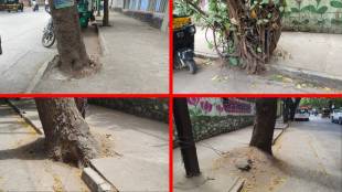 Thane trees choking due to concrete | Choked tree roots paver blocks Thane | Bombay High Court Mumbai urban environmental issues | Rohit Joshi environment petition Thane Municipal Corporation TMC