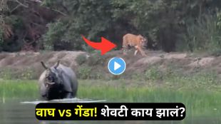 Tiger approaching rhino in rare wildlife encounter captured at Dudhwa National Park viral video