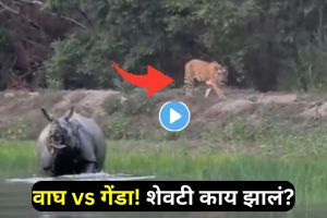 Tiger approaching rhino in rare wildlife encounter captured at Dudhwa National Park viral video