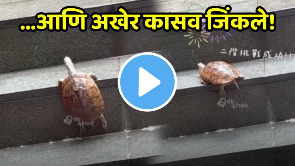 Tiny Turtle Climbing Stairs Viral Video Tiny Turtle Climbing Stairs Viral Video