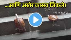 जिद्द असावी तर अशी! कासव वारंवार घसरला पण हार मानली नाही अखेर…; पाहा प्रेरणादायी VIDEO