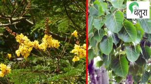 Mumbai monsoon first rain | Maharashtra environment climate change | Nisargalipi Marathi article | Tree plantation environmental awareness